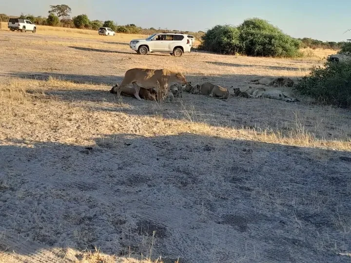Safari gallery image 1